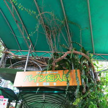 パイナップルパーク