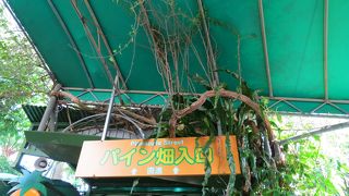 パイナップルワインの試飲ができます