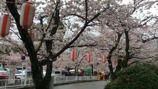 桜が綺麗
