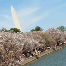 ワシントンの桜とコラボ