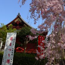 建物と枝垂桜