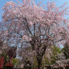 前に咲いている満開の枝垂桜