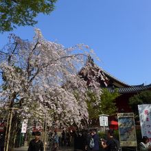 清水観音堂と枝垂桜