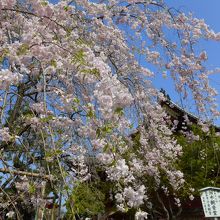 とても綺麗な枝垂桜と清水観音堂