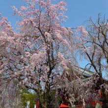 清水観音堂の満開の枝垂桜