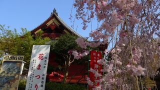 寛永寺清水観音堂前の枝垂桜が満開でとても綺麗でした!!