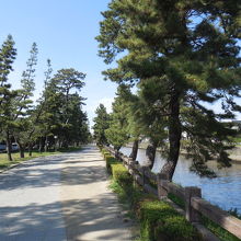 松並木の遊歩道と綾瀬川