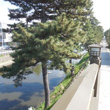 百代橋の上から松並木と綾瀬川