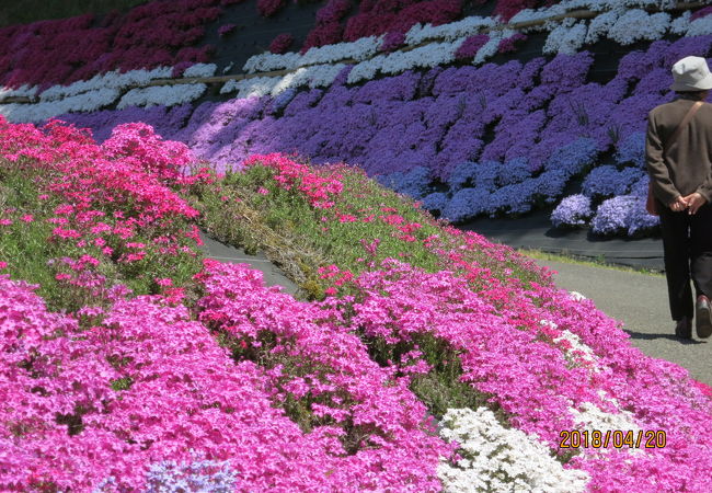 満開の芝桜