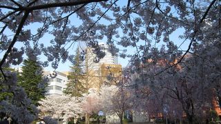 桜が満開でした