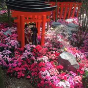 ガーデンズ・バイ・ザ・ベイにある全面ガラス張りのドーム！日本の春を謳歌