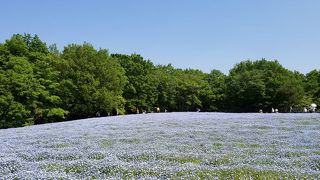 お花畑がいっぱいです