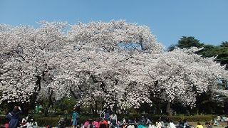 新宿御苑に桜を見に行きました