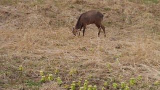 サハリンと利尻富士