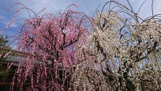 結城神社の枝垂れ梅
