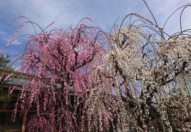 結城神社の枝垂れ梅