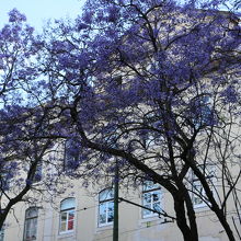 周囲のジャカランダの花が綺麗でした。