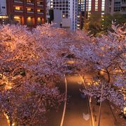 今年も夜桜見物