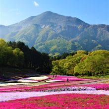 武甲山と芝桜がきれいです
