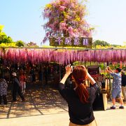 千財農園　藤の花の鑑賞