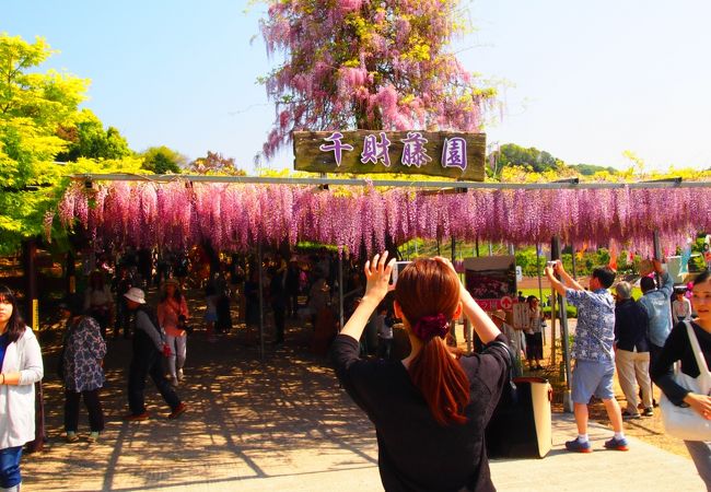 千財農園　藤の花の鑑賞