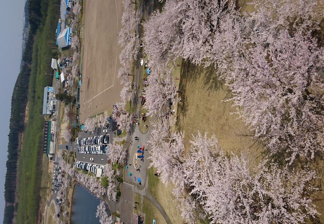 桜の咲く時期にお勧めなスポット