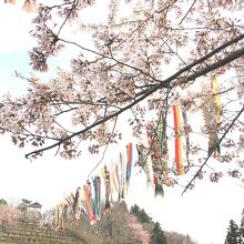 鯉のぼりも泳いでいます。