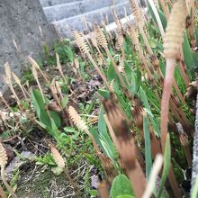 土筆もぽこぽこ。いい季節です。