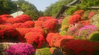 つつじが見事なつつじ寺