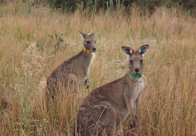 ウィルソンズ プロモントリー国立公園