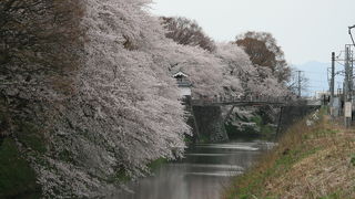 城跡の桜を愛でる