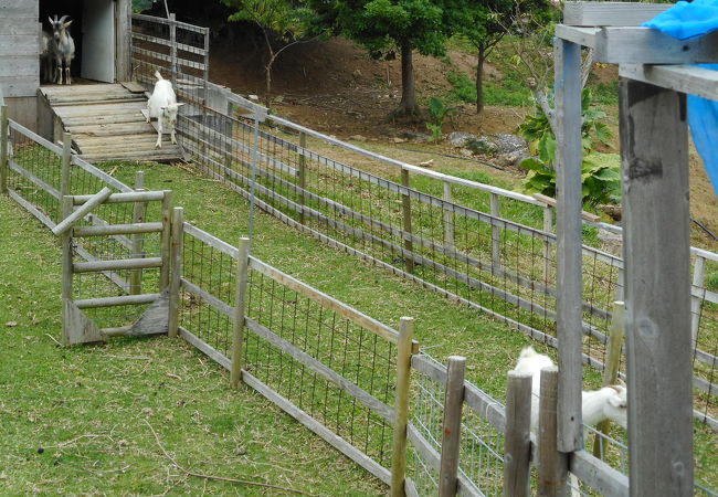 静かな農業公園　ヤギがいる