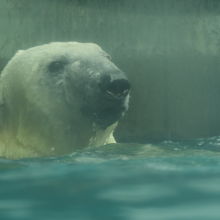 シロクマたちがまじかで