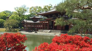 ツツジと藤がキレイでした