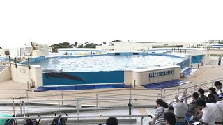 無料のイルカショー