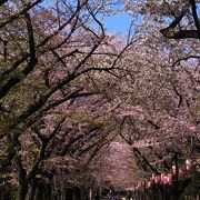 桜並木が満開でした