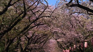 桜並木が満開でした
