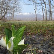 見頃は4月20日前後、場所はトルナーレ入口付近と、きゃびん前木道がおすすめ