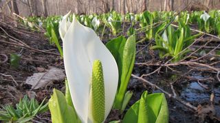 駅裏にミズバショウの群生地（4月20日前後見頃）