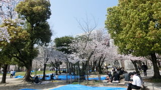 春うらら、桜が満開