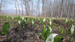 4月中下旬（4月20日前後）、ミズバショウが見ごろ