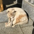 実は猫を見に行った