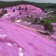 道東の芝桜スポット