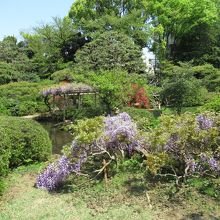 藤が咲いていました