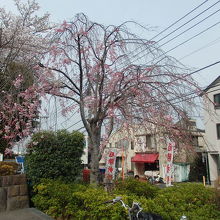 松陰神社シダレサクラ