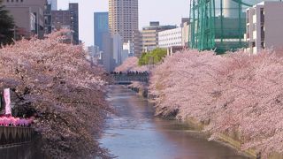 2018年にもお花見