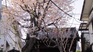 四脚門前の桜が満開でした