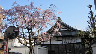 境内の枝垂桜が丁度咲いていました