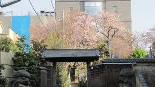 境内に桜が咲いていました