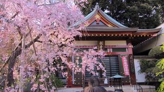 境内の桜が満開でした